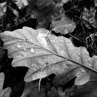 Herbst im Stadtpark in SW