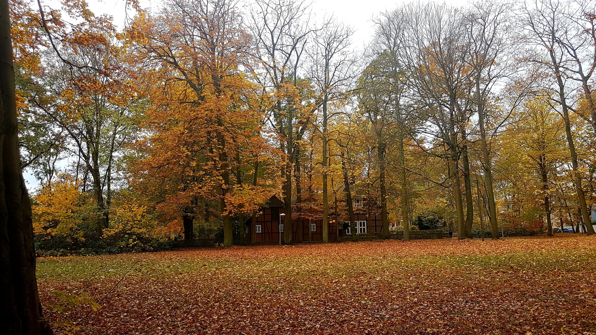 Herbst im Stadtpark | Lehrte