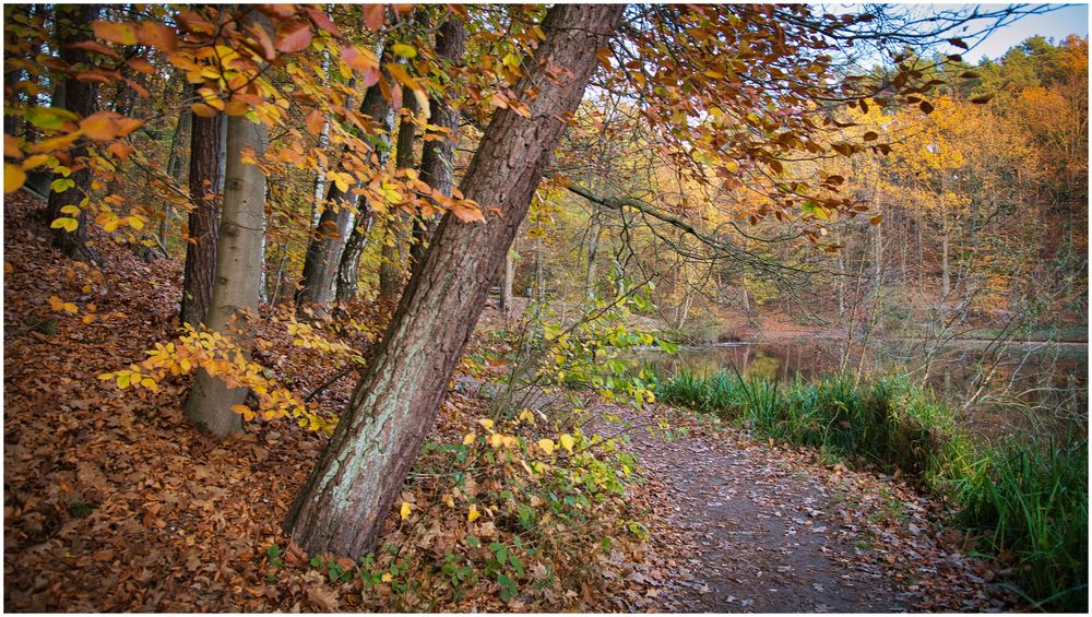 Herbst im Stadtwald