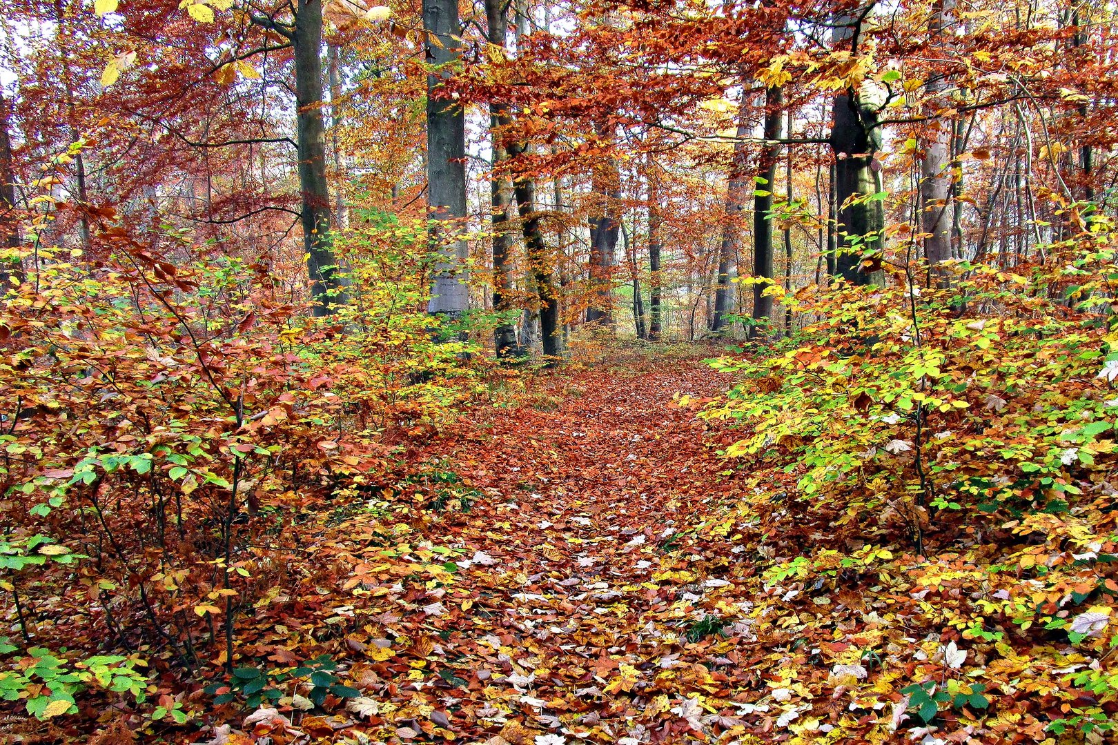 Herbst im Stadtwald