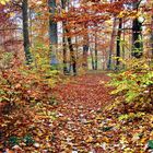 Herbst im Stadtwald