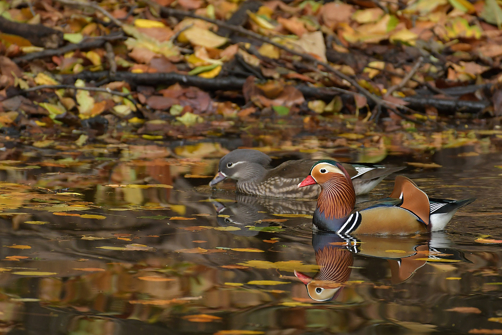 Herbst im Stadtwald: Das Mandarinenten – Paar 01