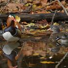 Herbst im Stadtwald: Das Mandarinenten – Paar 02