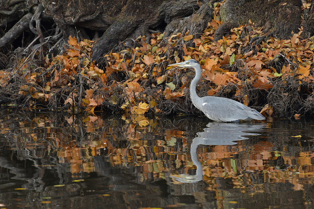 Herbst im Stadtwald: Der graue Reiher 01