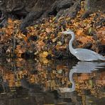 Herbst im Stadtwald: Der graue Reiher 01