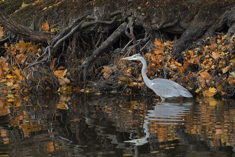 Herbst im Stadtwald: Der graue Reiher 02