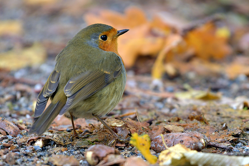 Herbst im Stadtwald: Der kleine rote Bauch am Boden