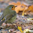 Herbst im Stadtwald: Der kleine rote Bauch am Boden