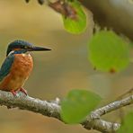 Herbst im Stadtwald: Der nachdenkliche Eisvogel