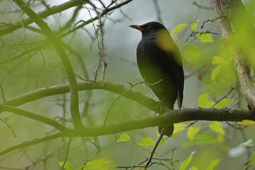 Herbst im Stadtwald: Die versteckte stille Amsel