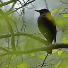 Herbst im Stadtwald: Die versteckte stille Amsel