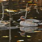 Herbst im Stadtwald: Doppel – Krick