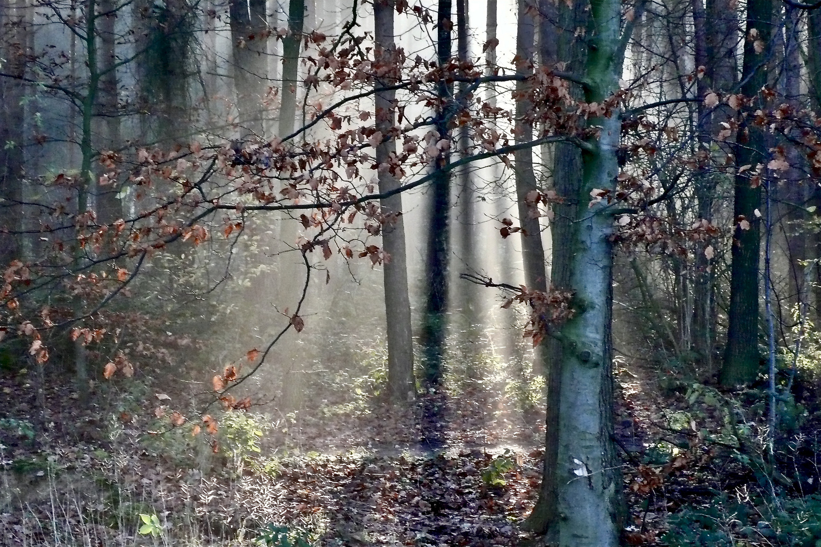 Herbst im Stadtwald