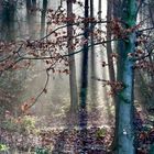 Herbst im Stadtwald