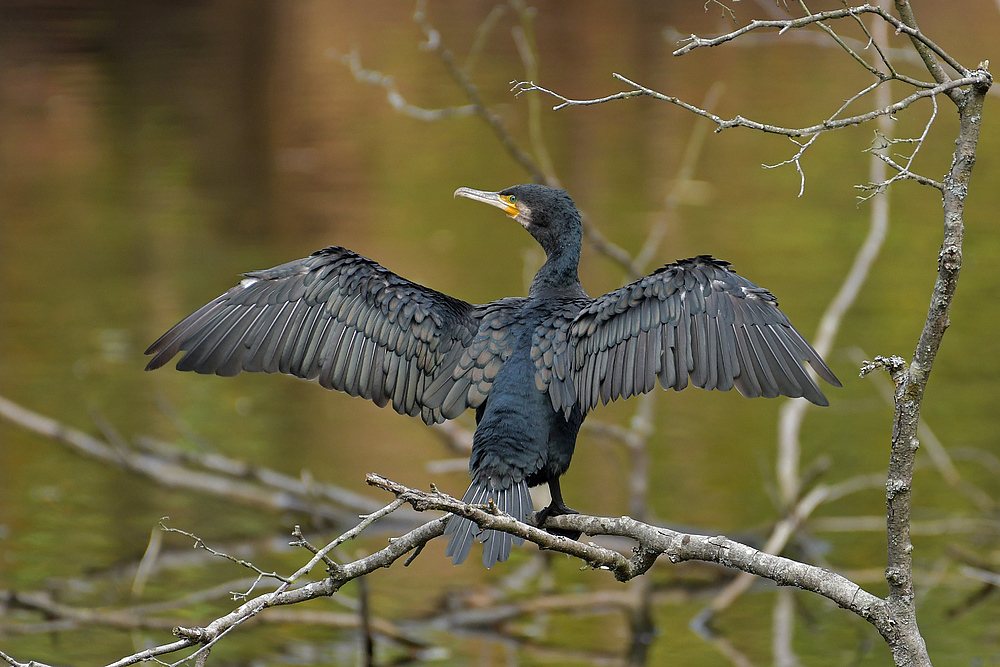 Herbst im Stadtwald: Kormoran – Trocknung 02