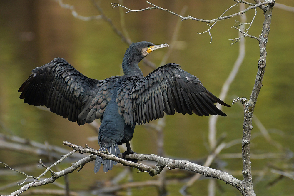 Herbst im Stadtwald: Kormoran – Trocknung 03