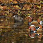 Herbst im Stadtwald: Mandarinenten – Bunt 01