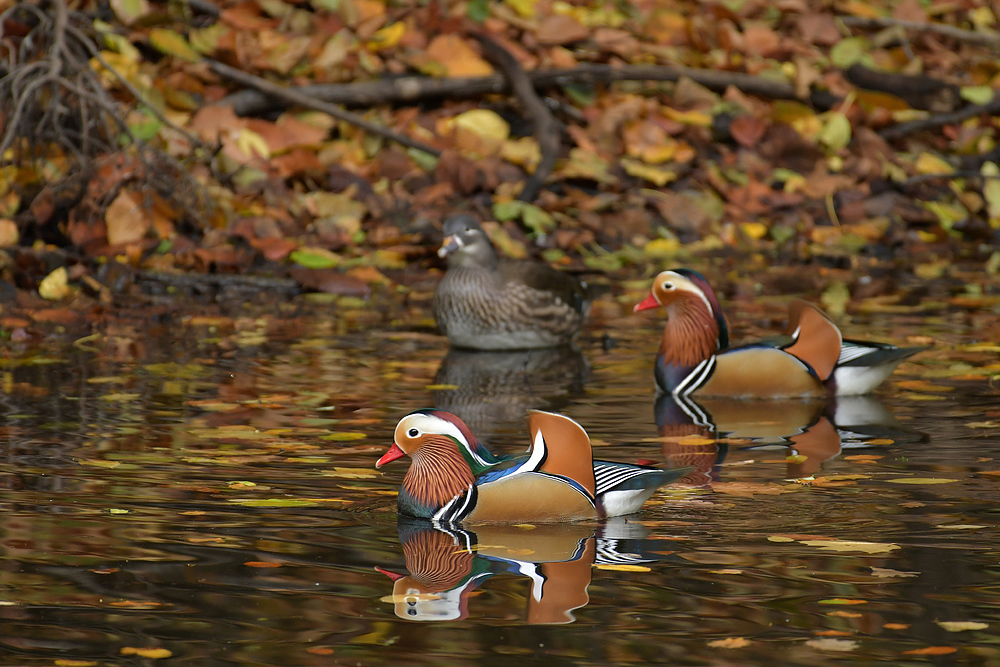 Herbst im Stadtwald: Mandarinenten – Dreier