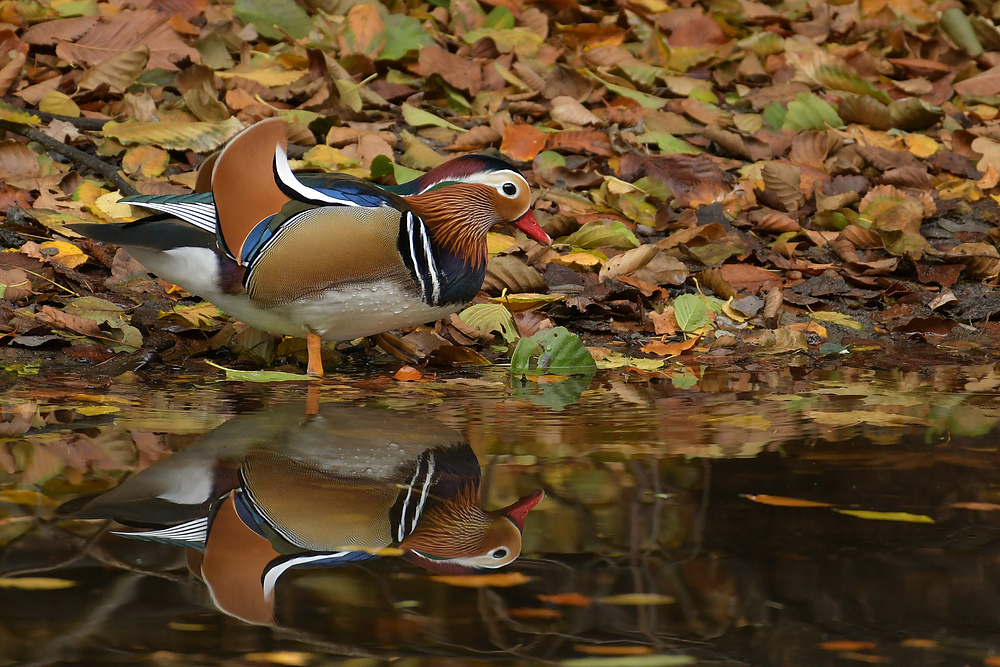 Herbst im Stadtwald: Mandarinenten – Spiegeleien