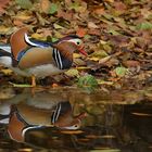 Herbst im Stadtwald: Mandarinenten – Spiegeleien