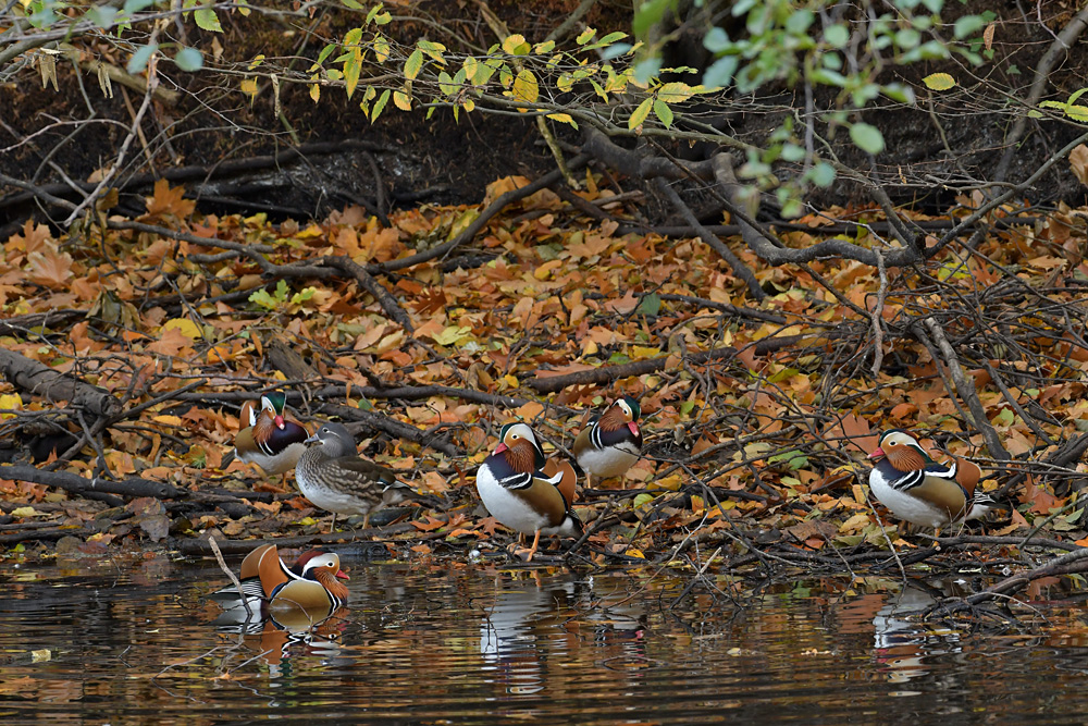 Herbst im Stadtwald: Mandarinenten – Treffen