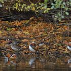 Herbst im Stadtwald: Mandarinenten – Treffen