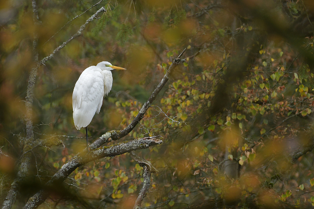 Herbst im Stadtwald: Silberreiher – Leuchten 02