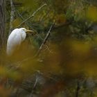 Herbst im Stadtwald: Silberreiher – Leuchten 03