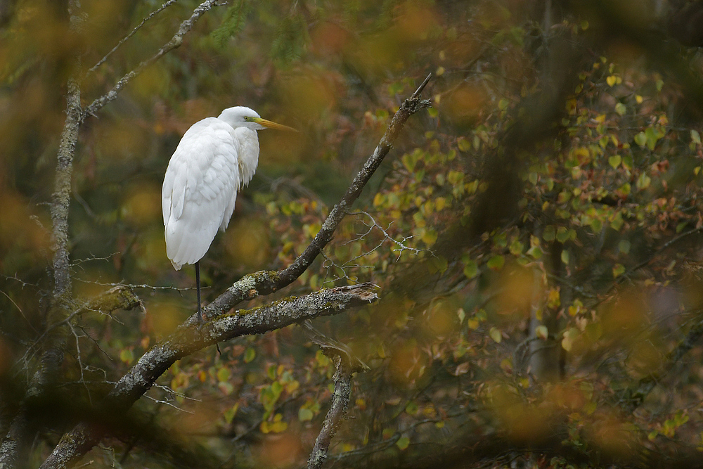 Herbst im Stadtwald: Silberreiher – Leuchten