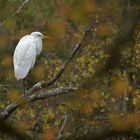 Herbst im Stadtwald: Silberreiher – Leuchten