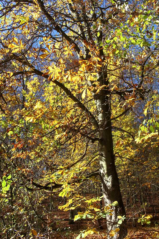 Herbst im Steigerwald