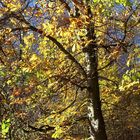 Herbst im Steigerwald