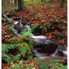 Herbst im Steinbachtal