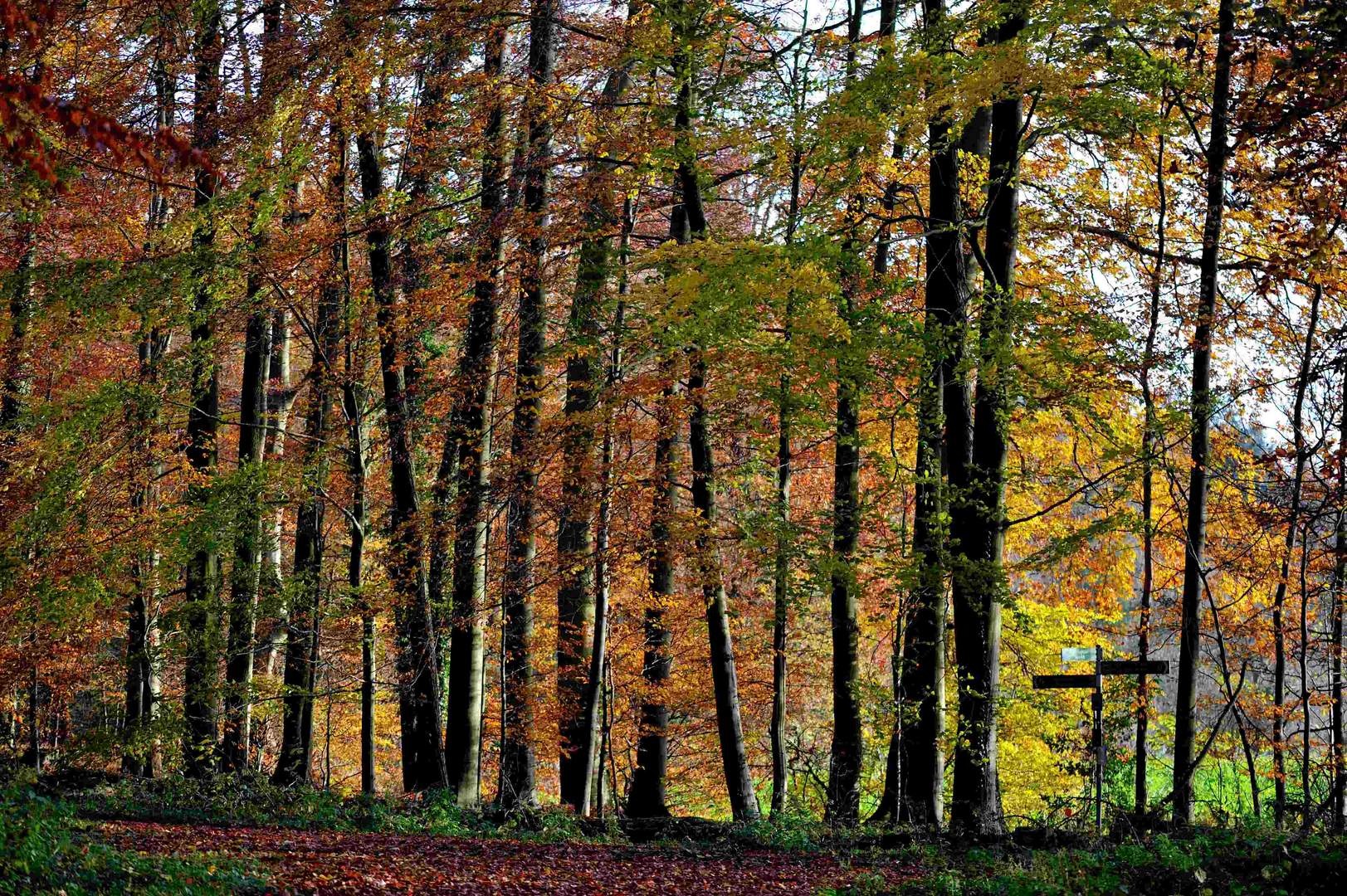 Herbst im Steinfurter Bagno 