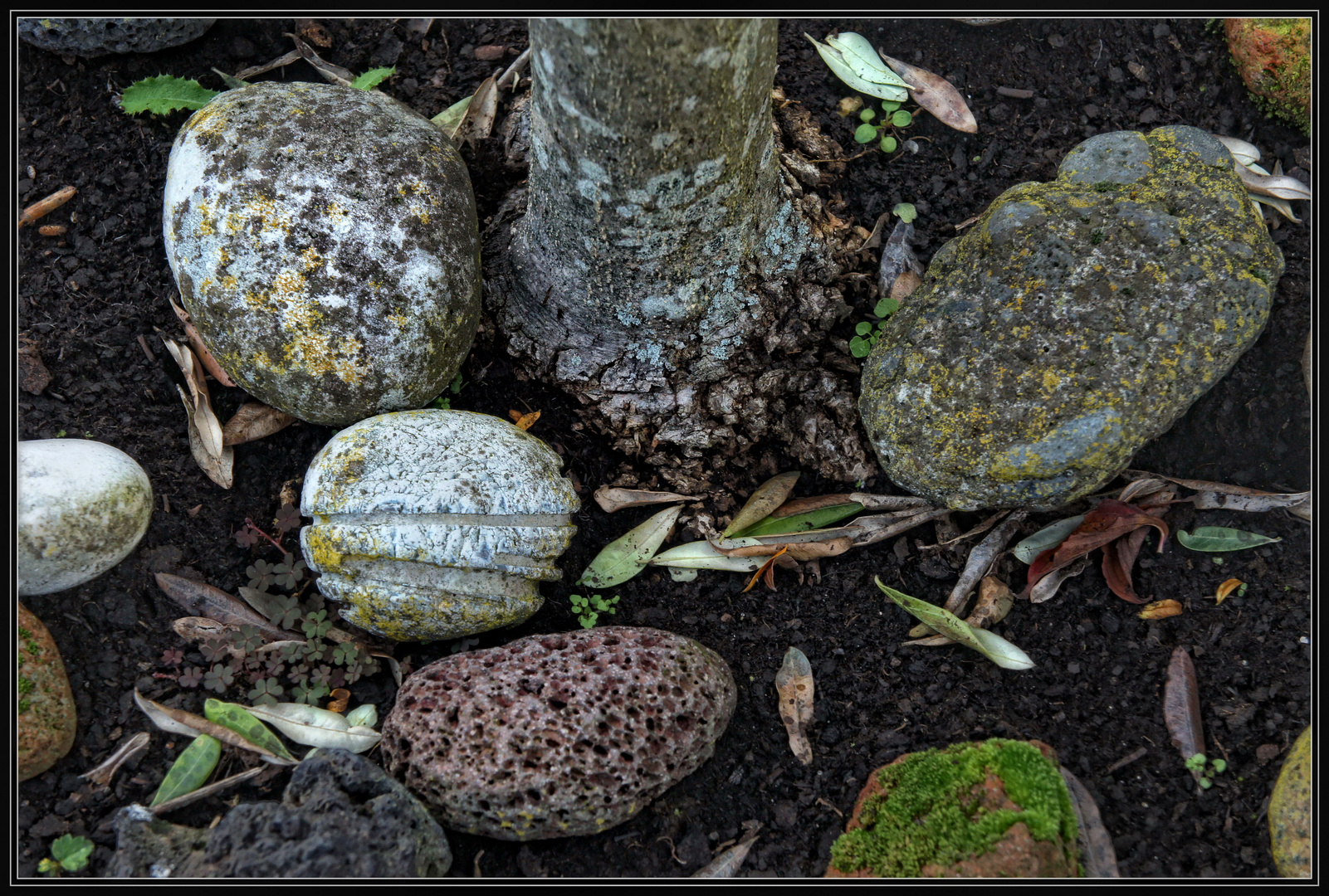 Herbst im Steingarten