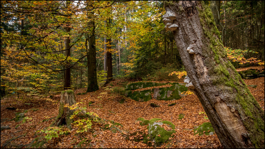 Herbst im Steinwald