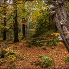 Herbst im Steinwald
