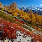 Herbst im Streiflicht