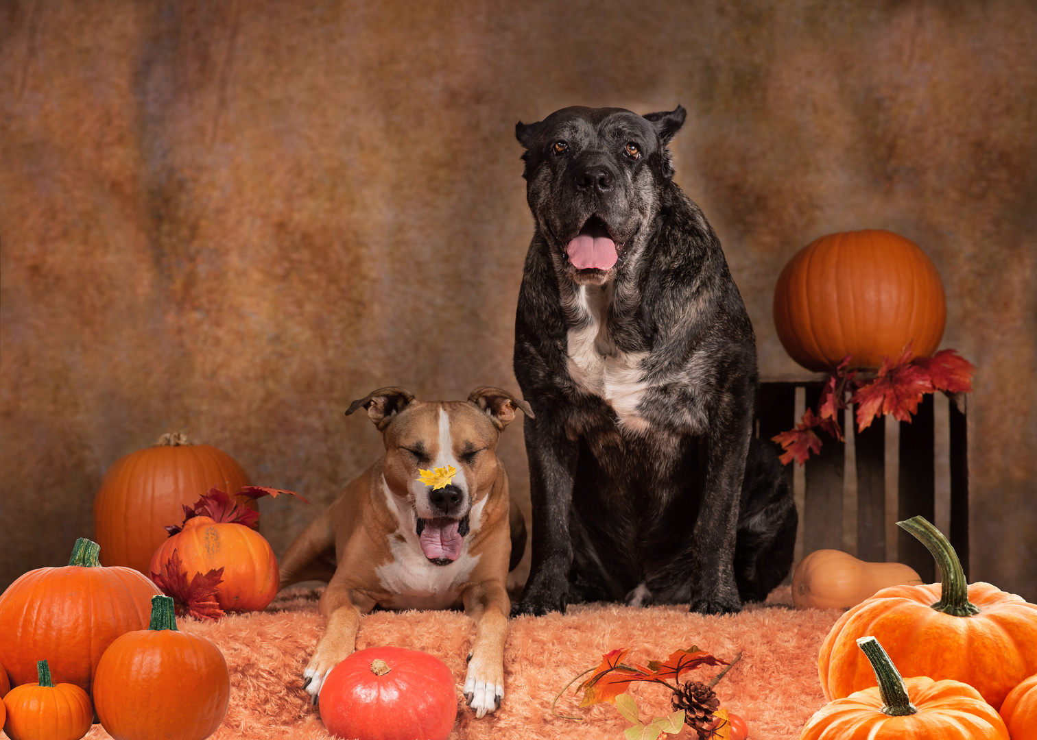 Herbst im Studio 