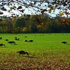 Herbst im Südpark