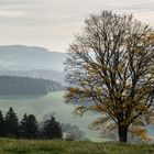 Herbst im Südschwarzwald