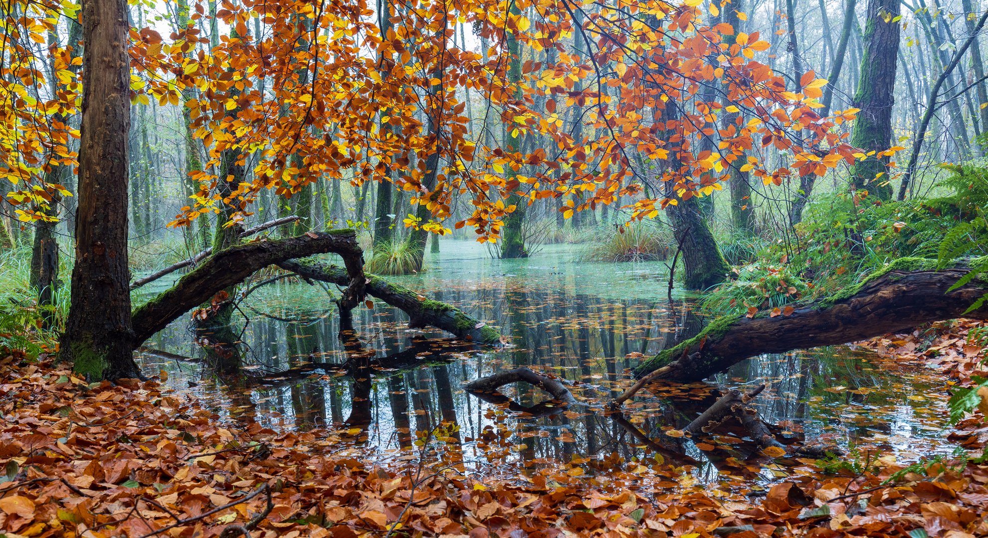 Herbst im Sumpf