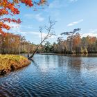 Herbst im Sumpf