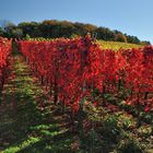 *Herbst im Tal der roten Traube*