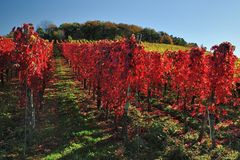 *Herbst im Tal der roten Traube*