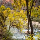 Herbst im Tal des Virgin Rivers