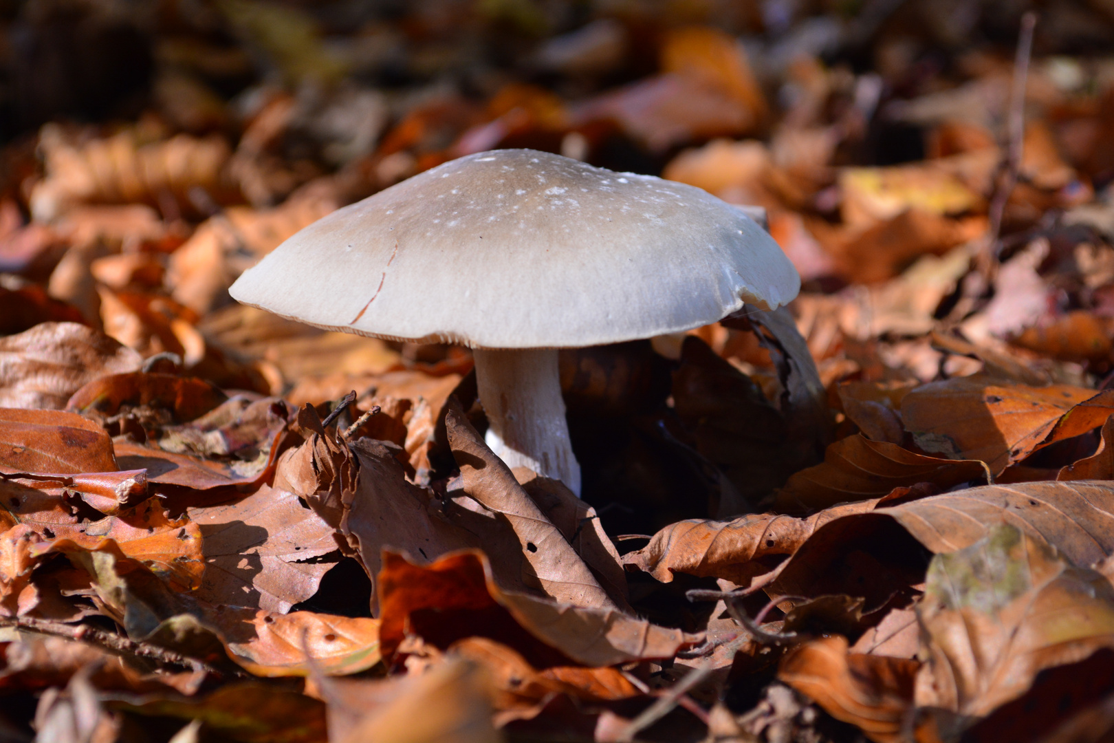 Herbst im Tannenbühl Bad Waldsee