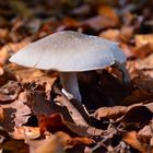 Herbst im Tannenbühl Bad Waldsee