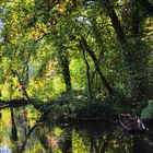 Herbst im Taubergiessen