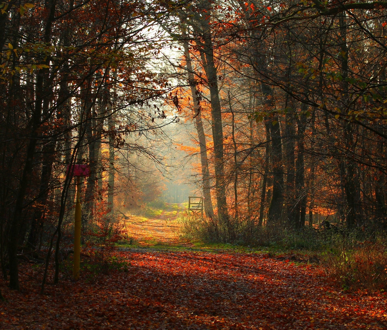 Herbst im Taunus